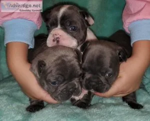 Akc French Bulldogs