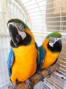 Well Tammed Macaws available