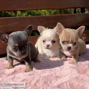 Kind and friendly chihuahua puppies available for new homes