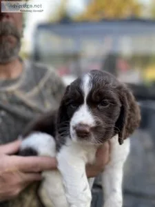 English Springer Spaniel puppies