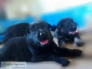German Shepherd puppies