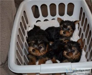 Absolutely Adorable Yorkshire puppies two boys and 2 girls ready