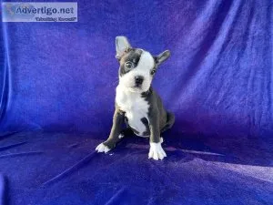 Boston Terrier Puppies
