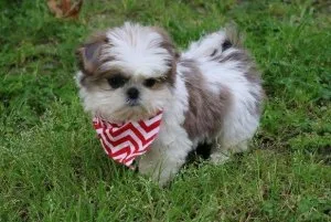 Top home raised Shih Tzu Puppies.