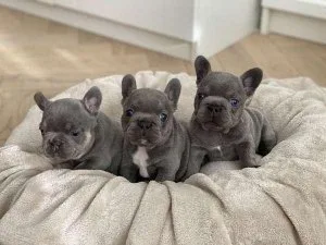 French Bulldog Puppies for Adoption