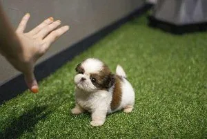 Female Teacup Shih Tzu Puppy
