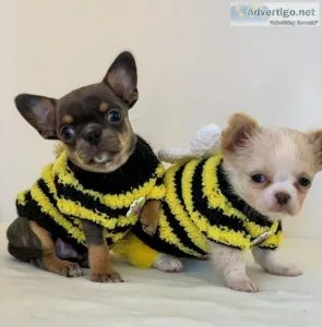 Stunning most Anxious chihuahua puppies ready for adoption