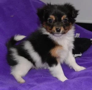 Gerogeous Papillon Puppies For Sale