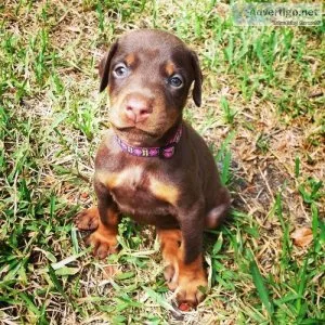 Beautiful Doberman Pinscher Puppies
