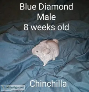 Blue Diamond Chinchilla