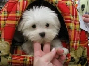 Healthy Teacup Maltese Puppies Available