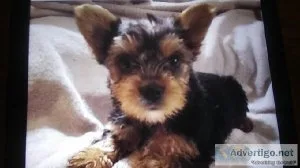 Female yorkie