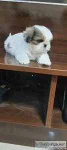 SHITZU PUPPIES AVAILABLE FOR GOOD FAMILIESS
