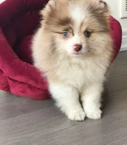 Pomeranian Puppy for a Loving Home