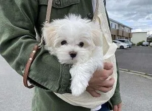 Maltese Puppy for Sale