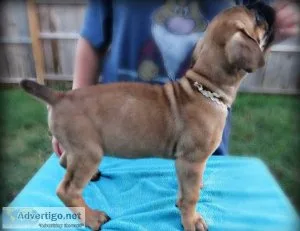 UKCAKC Cane Corso puppies for sale