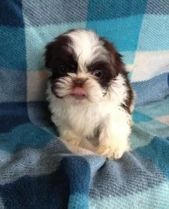 Beautiful Chinese Imperial puppies