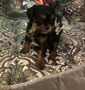 Cavapoo puppies for sale