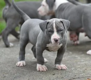 Beautiful American Pit Bull Terrier puppies.