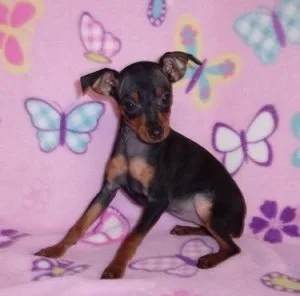 Gorgeous Miniature Pinscher Puppies For Sale.