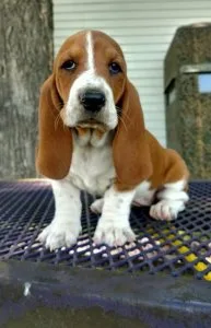 Beautiful Basset Hound Puppies