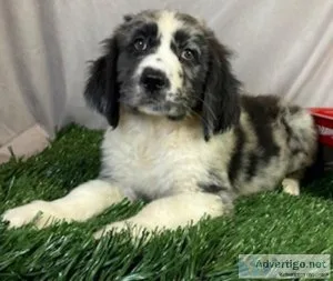 Opal NewfieAussie mix