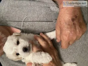 Bichpoo puppies