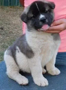 Stunning Akita puppies for sale