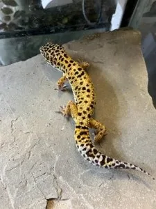Leopard Geckos