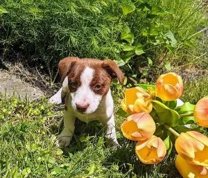 Adorable Jack Russell Female