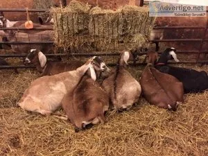 Dairy and meat goats for sale