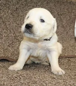 Golden Retriever Puppies (English Cream)