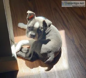 Socialized Boston terrier Puppies