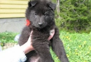 Akc reg. Male and female Belgian Shepherd puppies