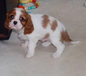 Well socialized Cavalier King Charles Spaniel puppies