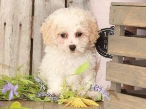 Max &ndash Loving Toy Poodle