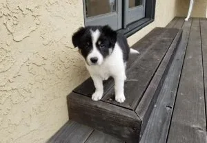 Beautiful Border Collie puppies