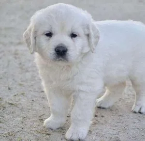 Golden Retriever Puppies for Sell