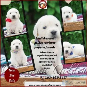 English Cream Golden Retriever puppies for sale at Indiana Golde