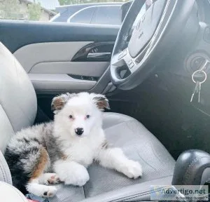 Bohdi &ndash Suave Mini Australian Shepherd