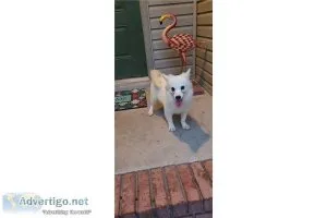 American Eskimo-Rosie-Female