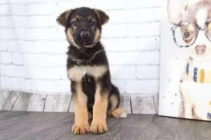 Bruce &ndash Very Attractive Male AKC German Shepherd Puppy
