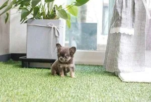 Teacup Chihuahua Puppy Available