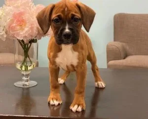 Healthy Boxer puppies