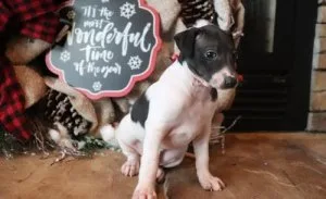 Exclusive Italian Greyhound Puppies