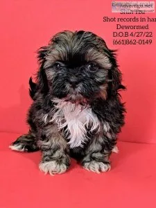 Shih Tzu puppy for sale shih tzu puppy for adoption shih tzu pup