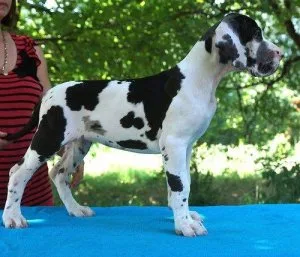 House Raised Harlequin Great Dane Puppies.