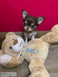 Teacup Chihuahua Breeder Near Me