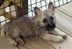 Beautiful Cairn Terrier Puppies.