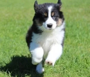 3 beautiful Australian Shepherds puppies.